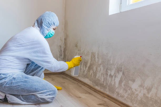 Licensed Black Mold Remediation service in Clarkston, GA - 24 Hour Mold Removal
